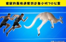 澳大利亚的有哪些动物,澳洲的几种常见动物