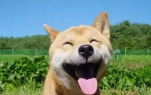 微笑狗事件是什么为什么恐怖吓人,笑脸狗吓死了多少人