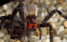 亚马逊雨林有什么可怕的动物,亚马逊雨林令人害怕的生物