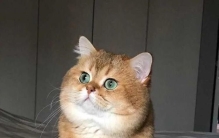 哪种猫的颜值最高,有哪些猫颜值高还好养