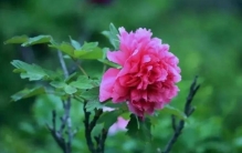 一个人真正的高贵,不是容貌和打扮,而是以下四个特质,一个人真正的高贵不在于外在