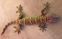 动物的尾巴有奇特的作用,小动物的尾巴有什么特殊作用