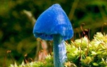 世界上最漂亮的蘑菇，难以置信的美丽（能否食用）