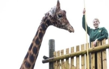 长颈鹿是个子最高的动物,长颈鹿最高的是多高