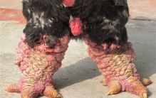 全世界最大的鸡爪 越南东涛鸡（超大鸡爪）