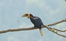 世界上体型最大的犀鸟 相当于一个十岁男孩（蓝犀鸟）