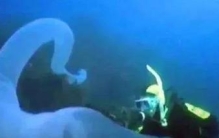 世界上最大的虫是什么虫给我放首(世界上最大的昆虫竹节虫图片)