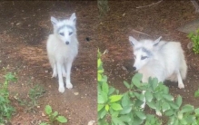 景点发现的野生白狐(景点发现的野生白狐)