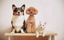 常见宠物的寿命不同的宠物寿命如何比较,一般的宠物可以活多久