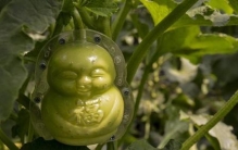 人参果树什么时候修剪(人参果怎么修枝打杈)