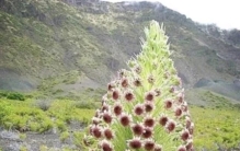 高山最耐寒、耐热的“银针菊植物”
