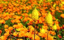 南非尼湖德维，世界花卉爱好者的“朝圣地”