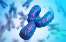 “未来1100万年，Y染色体消失后，人类会发生什么变化？”