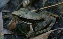 田里灰色的蛙是什么蛙