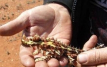 小魔蜥多少钱一只，保守价格最低6位数/只以蚂蚁为食