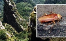 科学解析庐山无蟑螂之迷，山上有大量天敌(最大天敌蟾蜍)