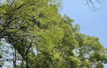 植物的时间机器：如何通过树的年轮看过去