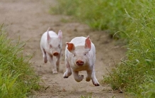 猪咬死2岁小孩,江苏一小伙子被猪咬死