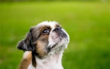 人人都喜欢的小狗 起源到底是什么（小狗起源）