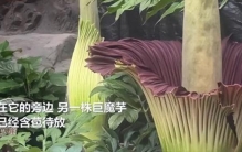 植物园有没有食人花,食人花最早生长在哪里