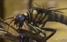 从古至今世界上最恐怖的动物,最恐怖的史前动物