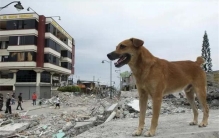 动物为何能预测地震 难道是特异功能（预测地震）