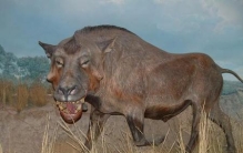 猛兽的牙齿(形容老虎和狮子的词语)