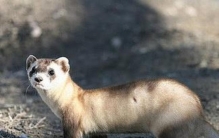 生活在加拿大的16种萌物有没有你认识的人,加拿大随处可见的动物