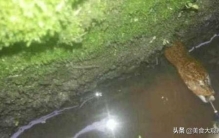 男子将养了5年的黄鳝放生,抓36斤巨大黄鳝