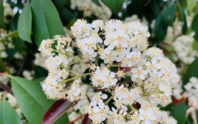 石楠花香为什么会称为最污花,石楠香是什么味道