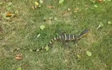 能活150岁！五爪金龙现身云南，被发现时吐着舌头，为什么不能打