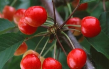 中国哪里樱桃最出名最好吃？中国最好吃的樱桃前五名