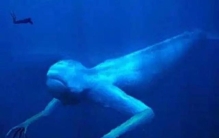 南极巨型人形生物,南极巨型未知生物图