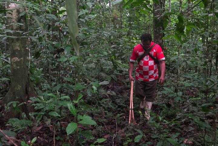 亚马孙流域国家加紧拯救世界最大雨林 