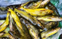 市场上哪种鱼鱼刺少又好吃,鱼肉买哪种最好