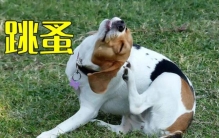 狗身上有跳蚤怎么办,会传染给家人吗,狗身上的跳蚤传染到人身上怎么办