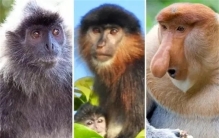 “杂交猴”现身婆罗洲  科学家担忧不已：我们人类可能是罪魁祸首