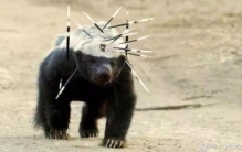 蜜獾的十大人生格言,平头哥蜜獾智商有多高