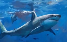 历史上最大的鲨鱼袭击事件「鲨鱼袭击的真实案例」