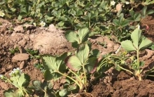 盆栽草莓浇水注意事项(草莓浇水过多烂根)