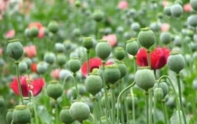 明知道金三角是世界三大毒品源之一为何临近国家不将其铲除呢