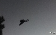 美国最毛骨悚然的民间传说天蛾人是真的吗知乎(美国最吓人的传说)