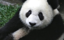 世界十大国宝，看完才知道，大熊猫为什么全世界受宠，没法比呀