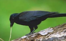 世界上最聪明的鸟，智商高到令人惊叹（几乎都会）