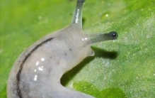 鼻子里的鼻涕虫,鼻涕虫恶心吗