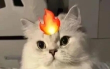 太奇葩了是什么意思,奇葩一词的含义