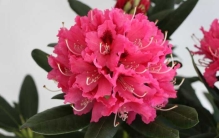 杜鹃花十大品种排名：黄花杜鹃上榜，高山杜鹃排第一