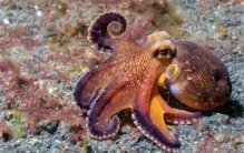 章鱼生下来就是“孤儿”，交配意味着死亡，可能是外星生物？