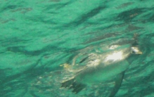 企鹅中最大的企鹅,世界上最大企鹅有多大