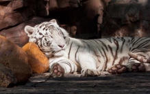 世界上最危险的五种动物,世界上最危险的4种动物